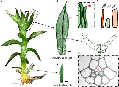 Leaf Morphogenesis: Insights From the Moss Physcomitrium patens